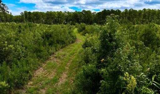 Photo #36 of 1115 WILMAR RD, vanceboro, NC 166.0 acres