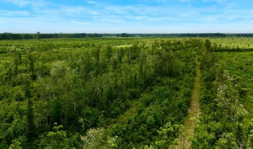 Photo #5 of 1115 WILMAR RD, vanceboro, NC 166.0 acres