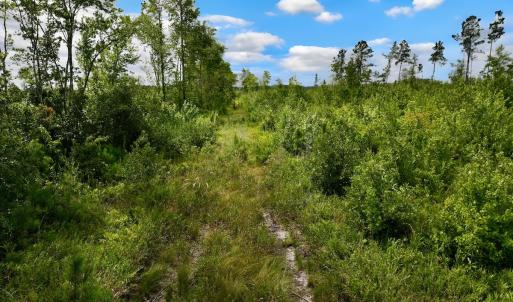 Photo #37 of 1115 WILMAR RD, vanceboro, NC 166.0 acres