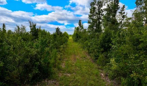 Photo #6 of 1115 WILMAR RD, vanceboro, NC 166.0 acres