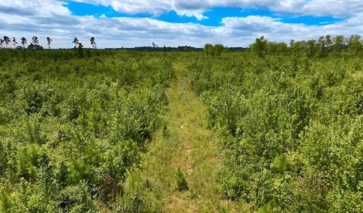 Photo #7 of 1115 WILMAR RD, vanceboro, NC 166.0 acres