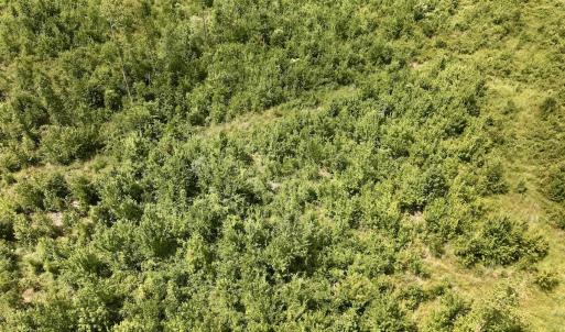 Photo #10 of 1115 WILMAR RD, vanceboro, NC 166.0 acres
