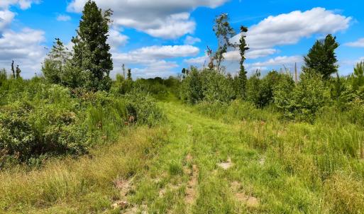 Photo #41 of 1115 WILMAR RD, vanceboro, NC 166.0 acres