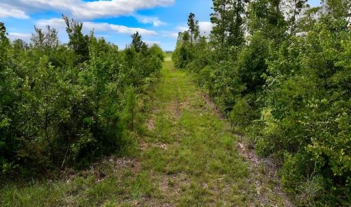 Photo #43 of 1115 WILMAR RD, vanceboro, NC 166.0 acres