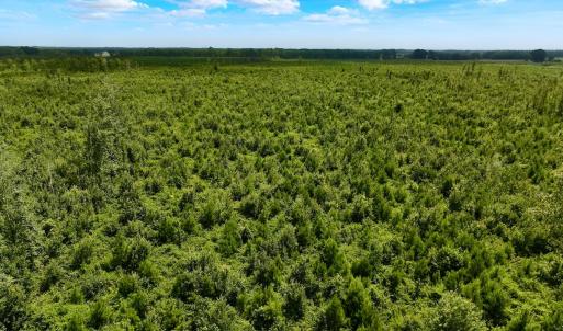 Photo #45 of 1115 WILMAR RD, vanceboro, NC 166.0 acres
