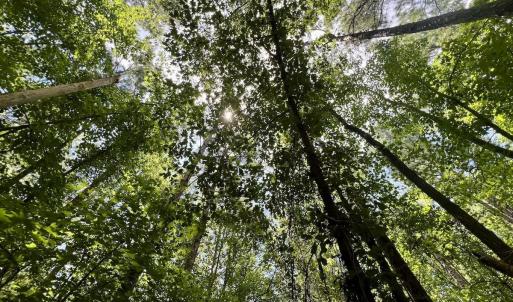 Photo #15 of Off Lakeview Dr, Tarboro, NC 3.5 acres
