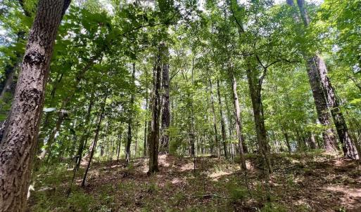 Photo #17 of Off Lakeview Dr, Tarboro, NC 3.5 acres