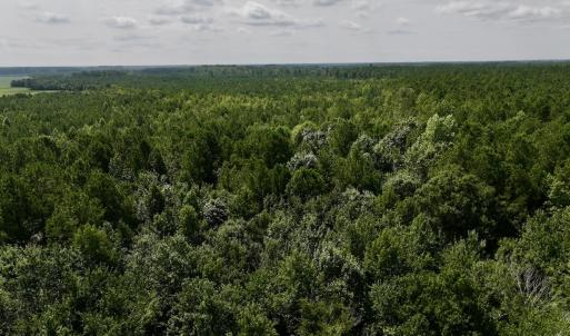 Photo #11 of 1596 Middle Swamp Rd, Corapeak, NC 149.9 acres