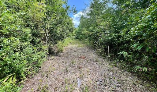 Photo #14 of 1596 Middle Swamp Rd, Corapeak, NC 149.9 acres