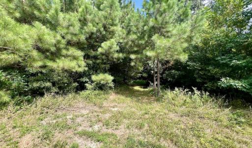 Photo #20 of 1596 Middle Swamp Rd, Corapeak, NC 149.9 acres