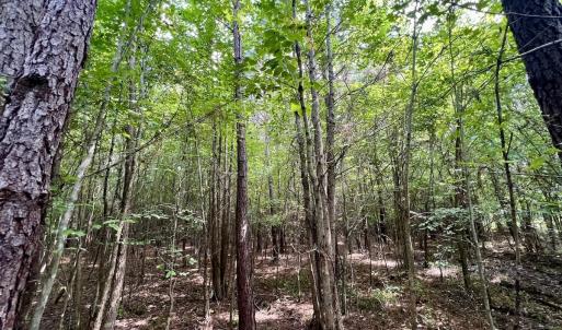 Photo #21 of 1596 Middle Swamp Rd, Corapeak, NC 149.9 acres