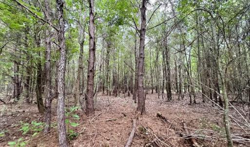 Photo #25 of 1596 Middle Swamp Rd, Corapeak, NC 149.9 acres