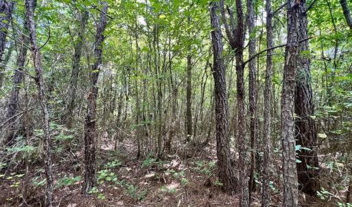 Photo #26 of 1596 Middle Swamp Rd, Corapeak, NC 149.9 acres
