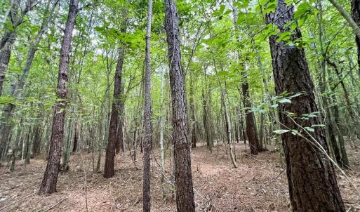 Photo #31 of 1596 Middle Swamp Rd, Corapeak, NC 149.9 acres