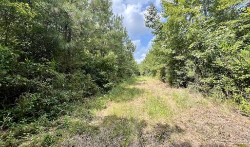 Photo #33 of 1596 Middle Swamp Rd, Corapeak, NC 149.9 acres