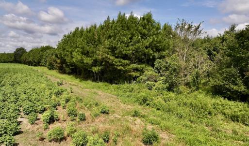Photo #38 of 1596 Middle Swamp Rd, Corapeak, NC 149.9 acres