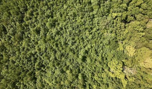 Photo #5 of 1596 Middle Swamp Rd, Corapeak, NC 149.9 acres