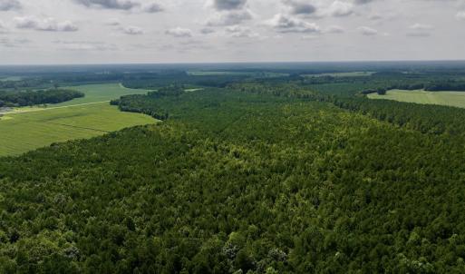 Photo #6 of 1596 Middle Swamp Rd, Corapeak, NC 149.9 acres
