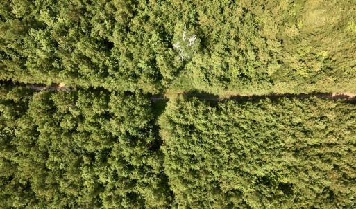 Photo #41 of 1596 Middle Swamp Rd, Corapeak, NC 149.9 acres