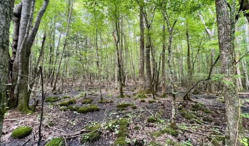Photo #49 of 1596 Middle Swamp Rd, Corapeak, NC 149.9 acres