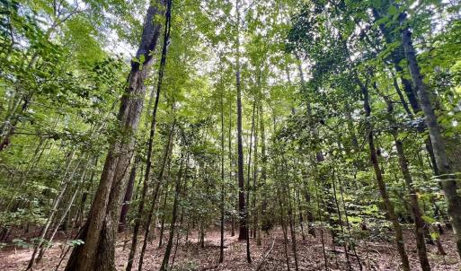 Photo #50 of 1596 Middle Swamp Rd, Corapeak, NC 149.9 acres