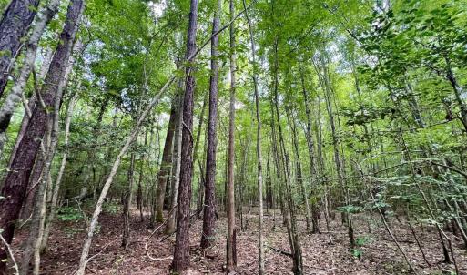 Photo #54 of 1596 Middle Swamp Rd, Corapeak, NC 149.9 acres