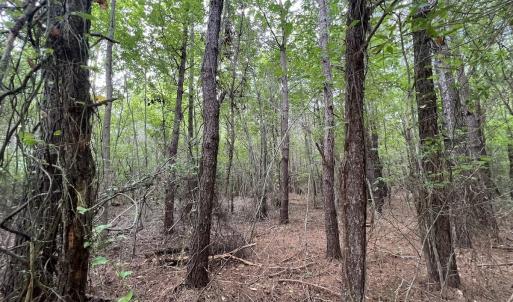 Photo #59 of 1596 Middle Swamp Rd, Corapeak, NC 149.9 acres