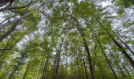 Photo #3 of 93 AC Zero Rd, warfield, VA 93.0 acres