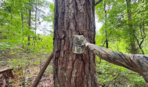Photo #7 of 93 AC Zero Rd, warfield, VA 93.0 acres