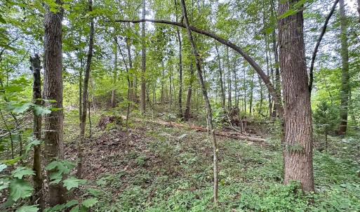 Photo #11 of 93 AC Zero Rd, warfield, VA 93.0 acres