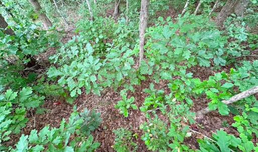 Photo #12 of 93 AC Zero Rd, warfield, VA 93.0 acres