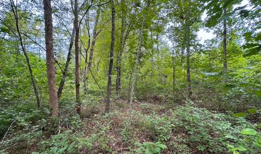 Photo #14 of 93 AC Zero Rd, warfield, VA 93.0 acres