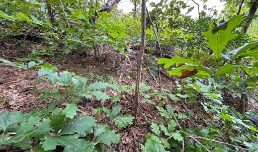 Photo #16 of 93 AC Zero Rd, warfield, VA 93.0 acres