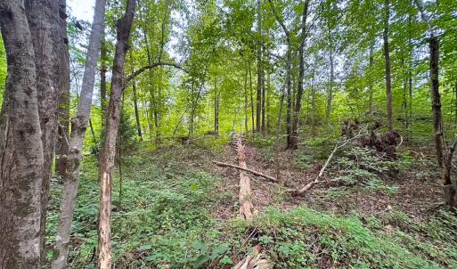 Photo #19 of 93 AC Zero Rd, warfield, VA 93.0 acres
