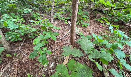 Photo #20 of 93 AC Zero Rd, warfield, VA 93.0 acres