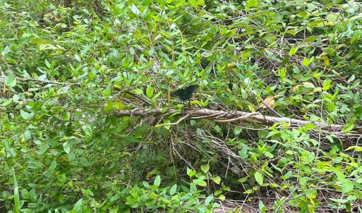 Photo #21 of 93 AC Zero Rd, warfield, VA 93.0 acres
