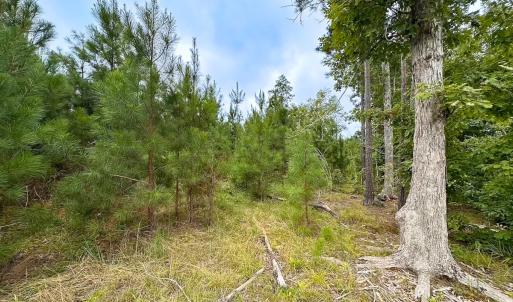 Photo #24 of 93 AC Zero Rd, warfield, VA 93.0 acres