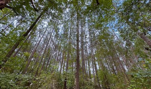 Photo #29 of 93 AC Zero Rd, warfield, VA 93.0 acres