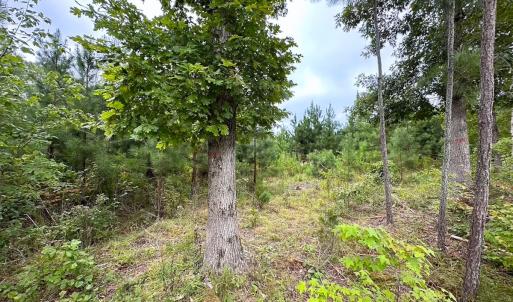 Photo #35 of 93 AC Zero Rd, warfield, VA 93.0 acres