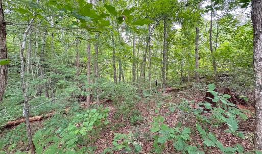 Photo #39 of 93 AC Zero Rd, warfield, VA 93.0 acres