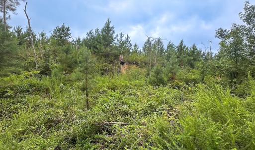 Photo #41 of 93 AC Zero Rd, warfield, VA 93.0 acres