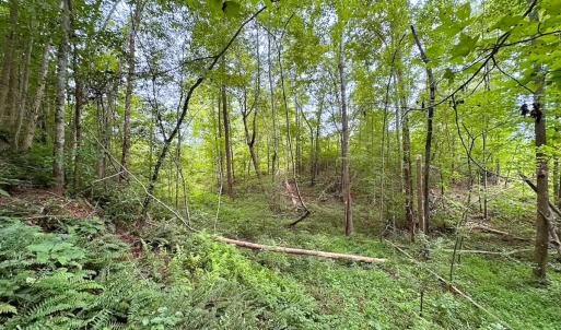 Photo #43 of 93 AC Zero Rd, warfield, VA 93.0 acres