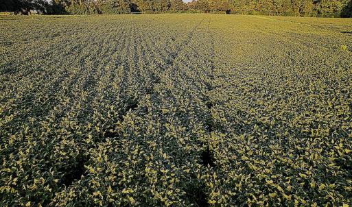 Photo #8 of Off Hwy 903, Albertson, NC 24.2 acres