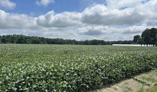 Photo #12 of Off Hwy 903, Albertson, NC 24.2 acres