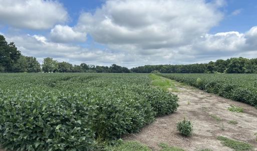 Photo #13 of Off Hwy 903, Albertson, NC 24.2 acres