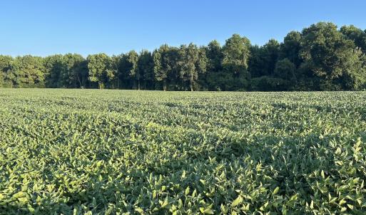 Photo #14 of Off Hwy 903, Albertson, NC 24.2 acres