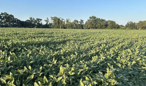 Photo #15 of Off Hwy 903, Albertson, NC 24.2 acres