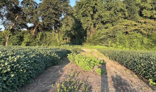 Photo #16 of Off Hwy 903, Albertson, NC 24.2 acres