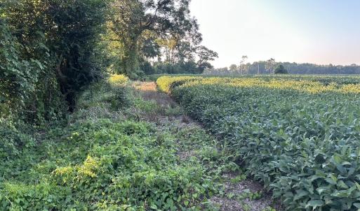 Photo #19 of Off Hwy 903, Albertson, NC 24.2 acres