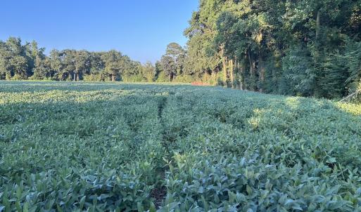 Photo #20 of Off Hwy 903, Albertson, NC 24.2 acres